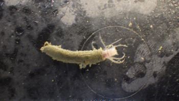 Media type: image;   Invertebrate Zoology 153512 Description: live specimen;